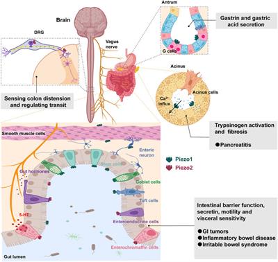 Piezo channels in the intestinal tract